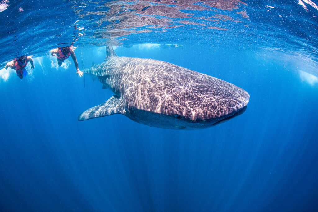 Swimming with Whale Shark in Mexiko