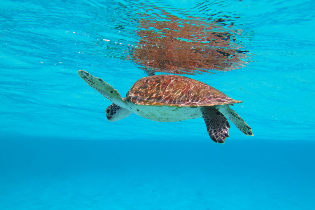 Underwater sea turtle swimming in the azure ocean. Wild turtle in the sea. Scuba diving exotic vacation with underwater wildlife. Sea trip with turtle.