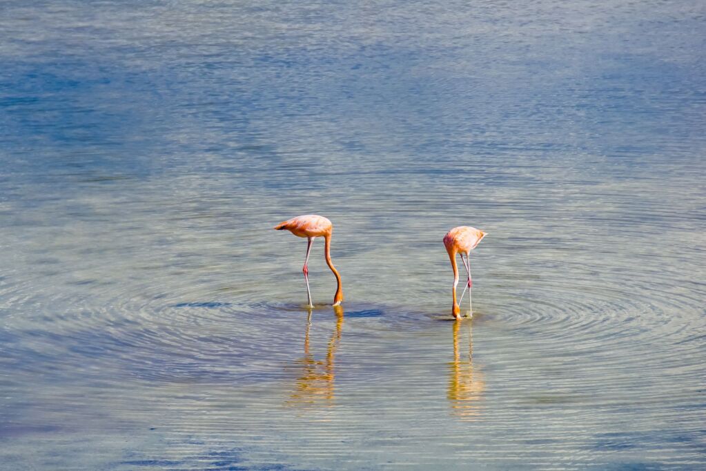 Beautiful flamingos in crocodile lagoon Punta sur eco beach park Cozumel Mexico 
