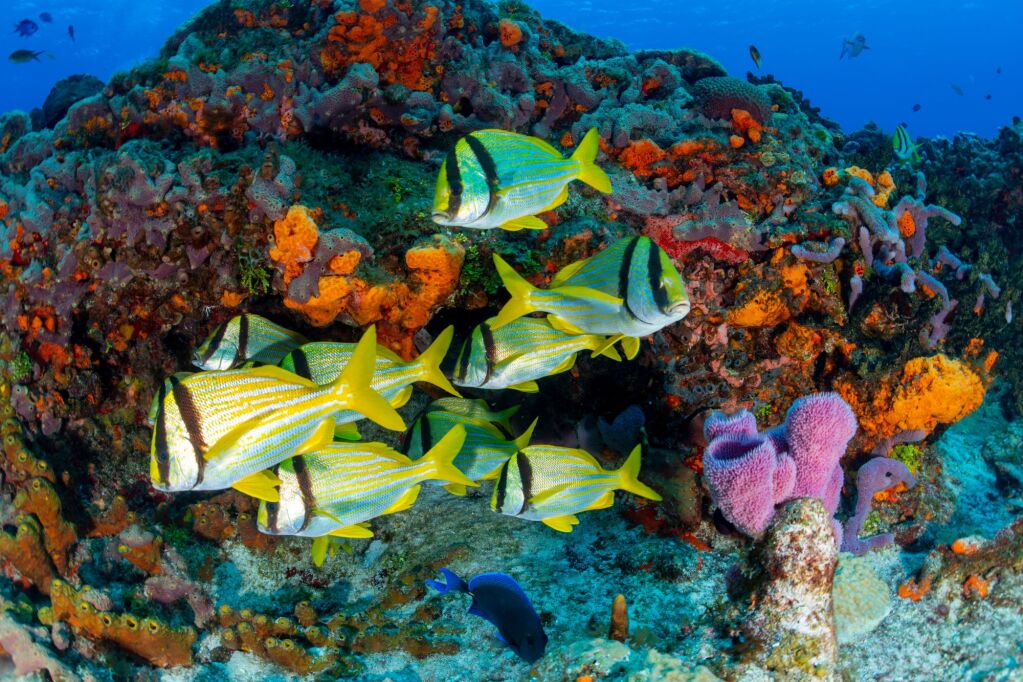 Coral reef San Miguel de Cozumel Island, Caribbean Sea