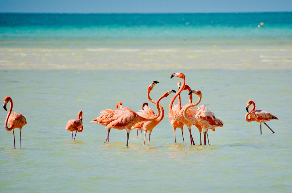 Flamingos on Isla Holbox, Mexico