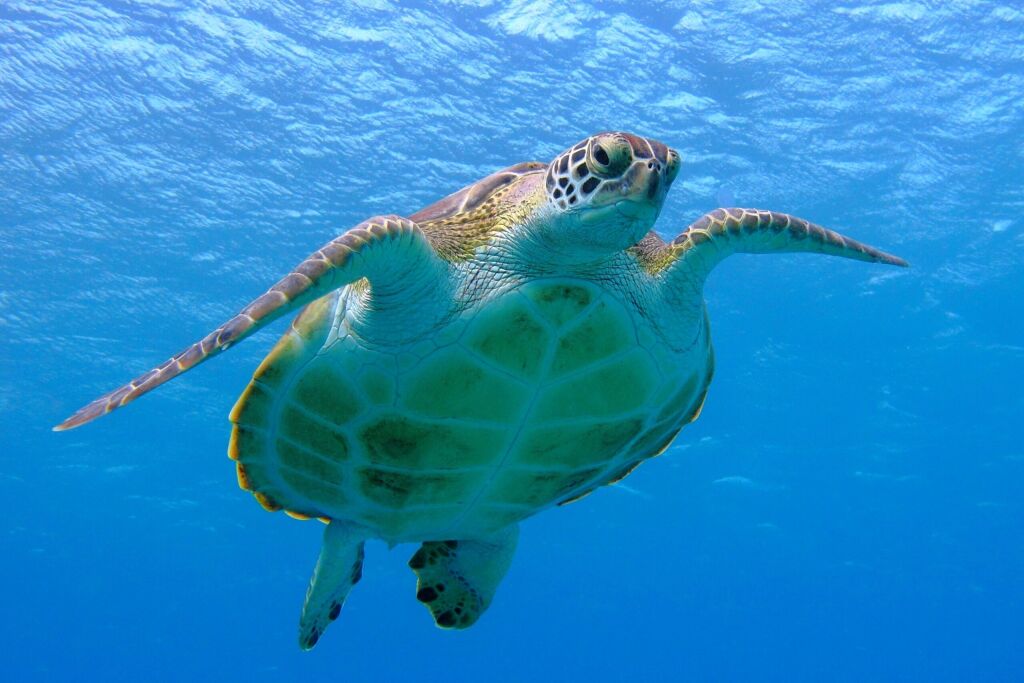Green sea turtle face to face. Visible belly and shell, eyes, fins, claws, water surface. Turtle swimming to the photographer, blue ocean background.
