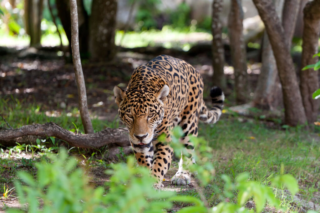 Jaguar in wildlife park of Yucatan in Mexico