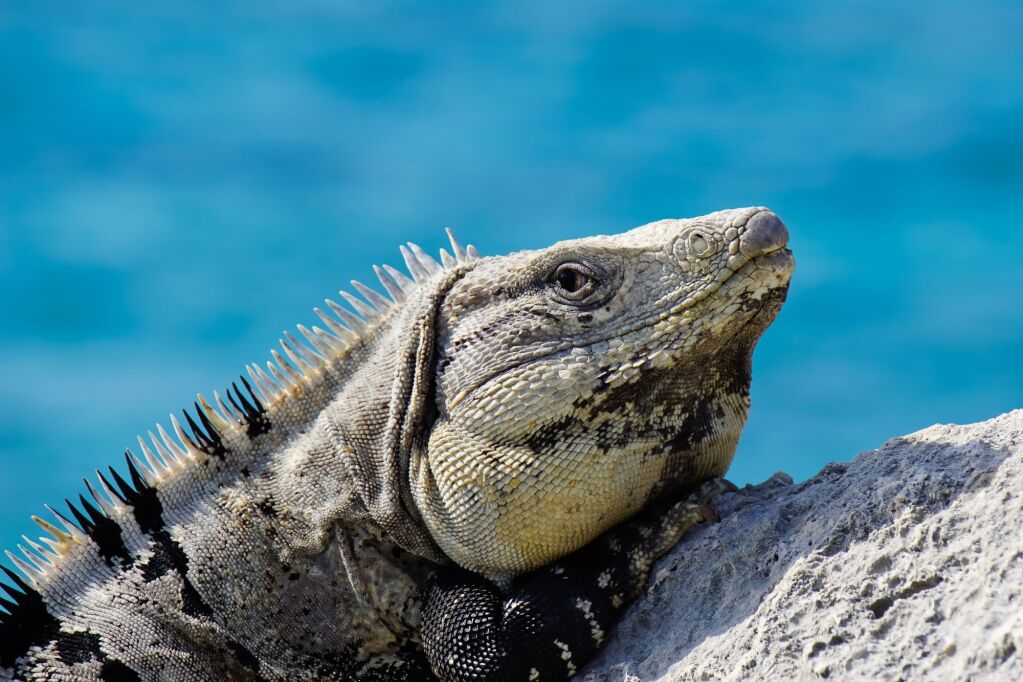 Portrait of Iguana resting on rock in Punta sur eco beach park Cozumel Mexico 