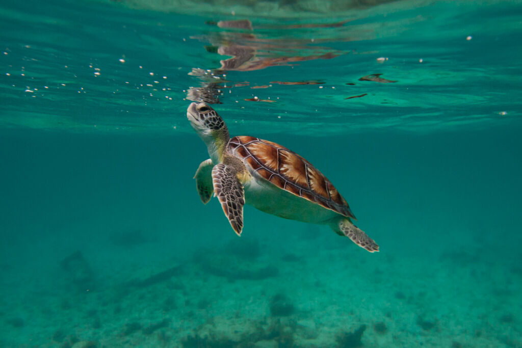 Sea turtle floating in Caribbean waters,  Cancun,  Mexico 
