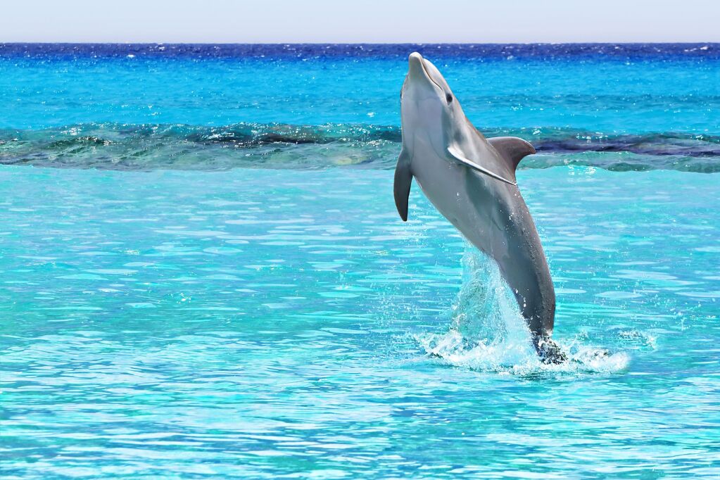 Skoki delfinów w Morzu Karaibskim Meksyku