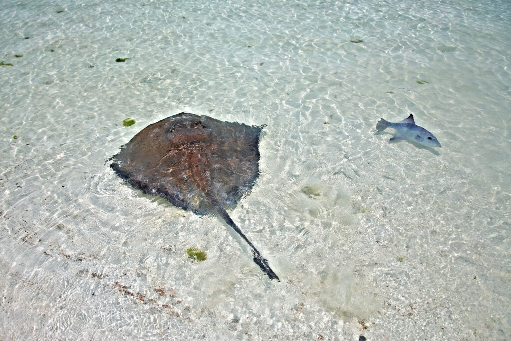 stingray and triggerfish in a shallow water on the Isla Contoy, Mexico