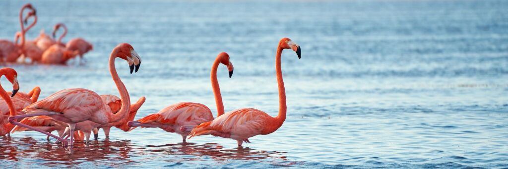 flamingos during winter end in Yucatán