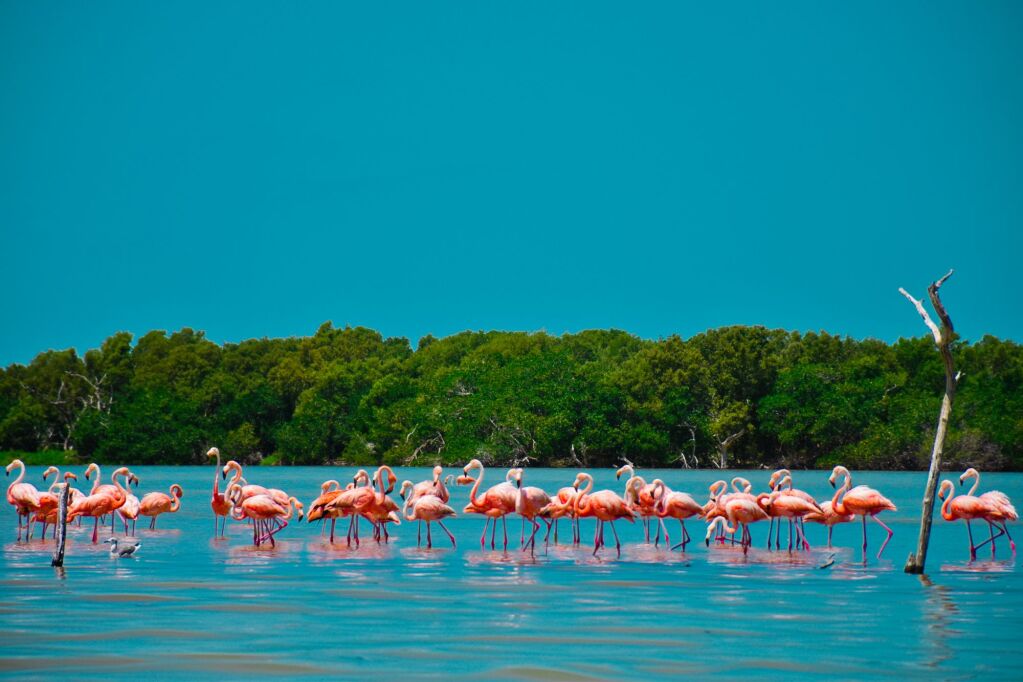 Group of Flamingos Celestún/Merida -Yucatán, Mexico