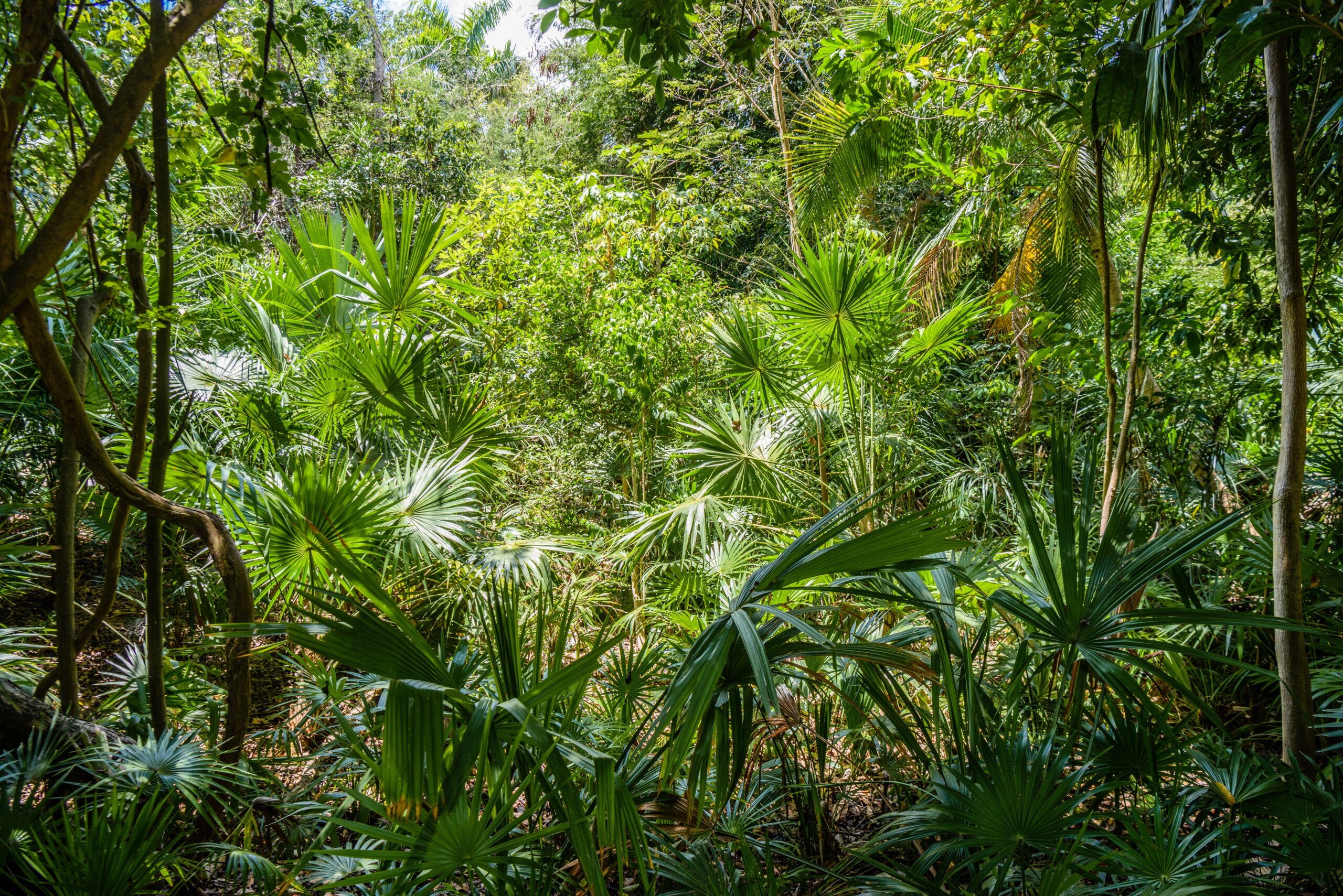 Jungle tropical forest with palms and trees, Playa del Carmen, Riviera Maya, Yu atan, Mexico.