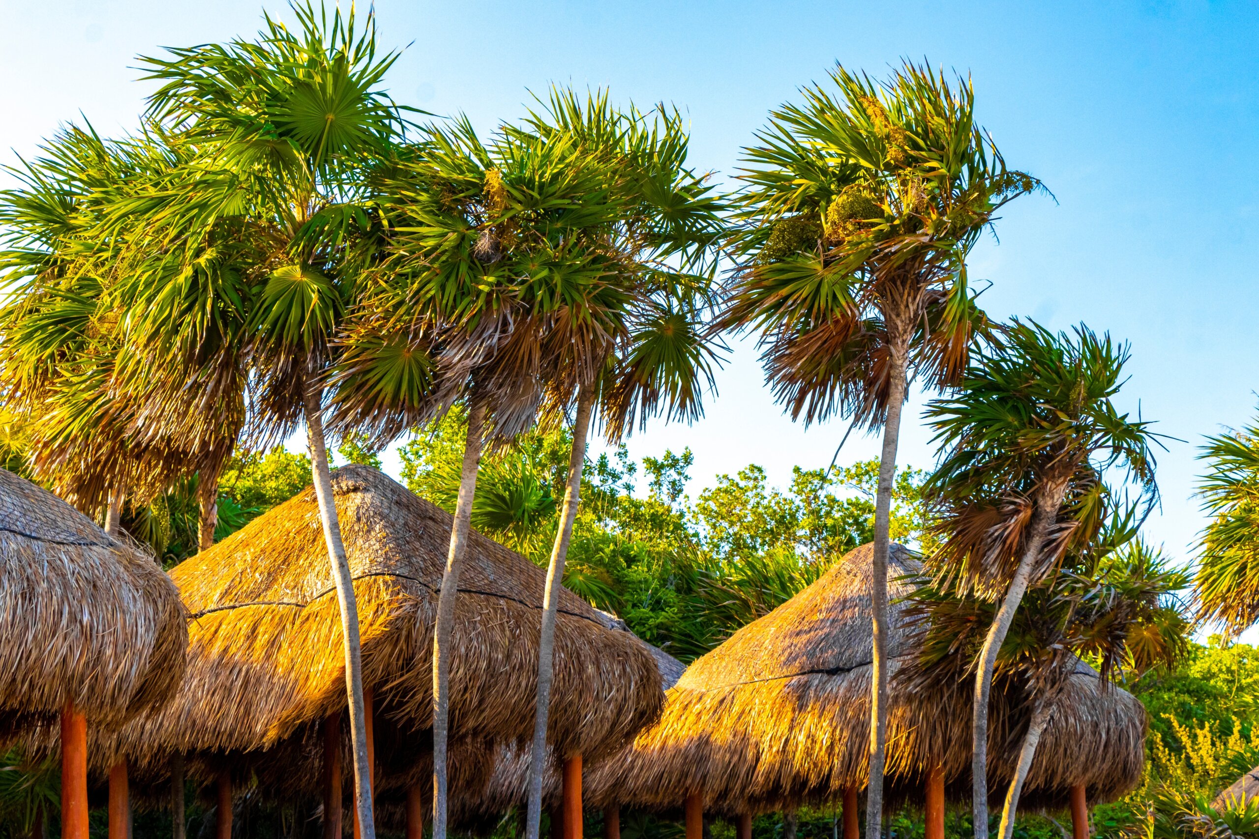 Palapa thatched roofs palm trees parasols umbrellas and sun loungers at the beach resort hotel on tropical mexican beach in Playa del Carmen Mexico.