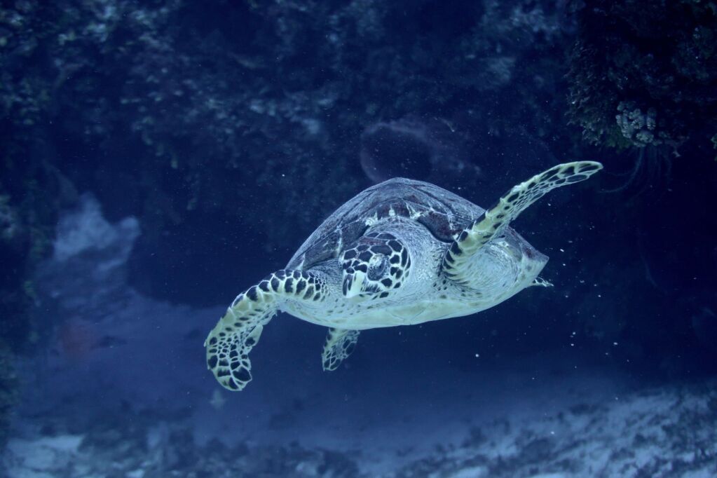 Sea Turtles of Carribean