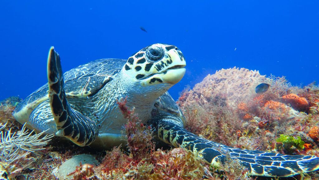 The most beautiful resident of Cozumel island coral reefs: the hawksbill sea turtle (Eretmochelys imbricata)