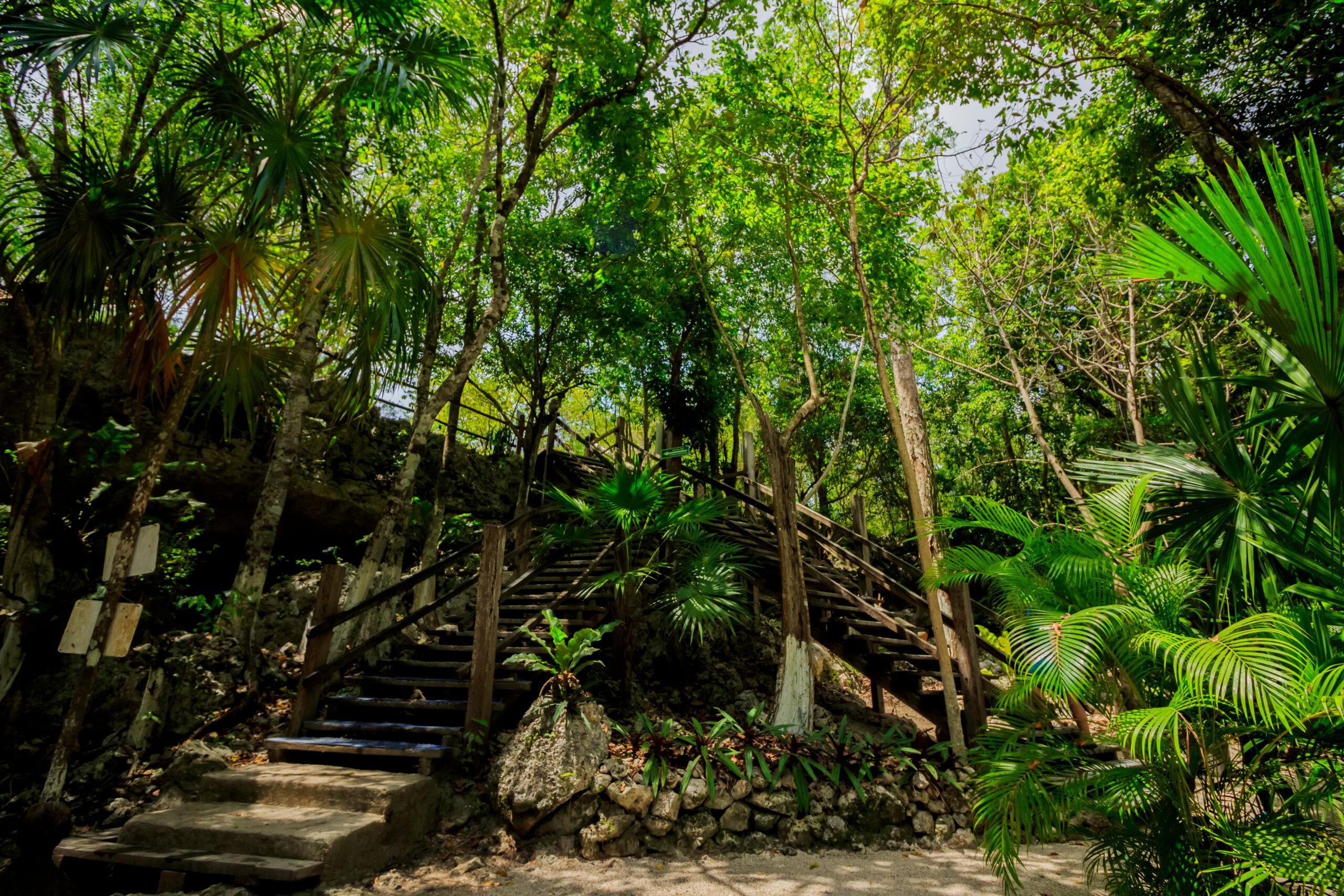 A lot of trees and rocks in the jungle on Cenote Dos Ojos, Cancun, Mexico