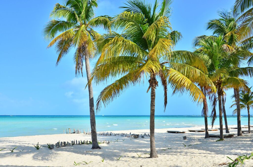 Coconut palm trees (Isla Mujeres, Mexico)