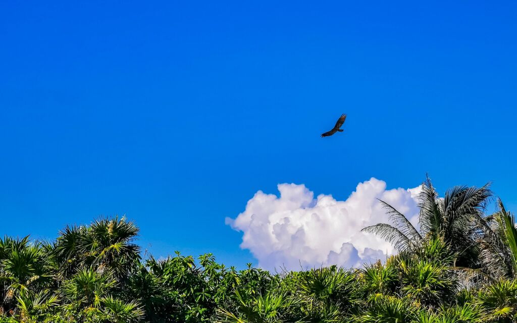 Flying vulture eagle bird of prey in blue sky in Tulum Quintana Roo Mexico.