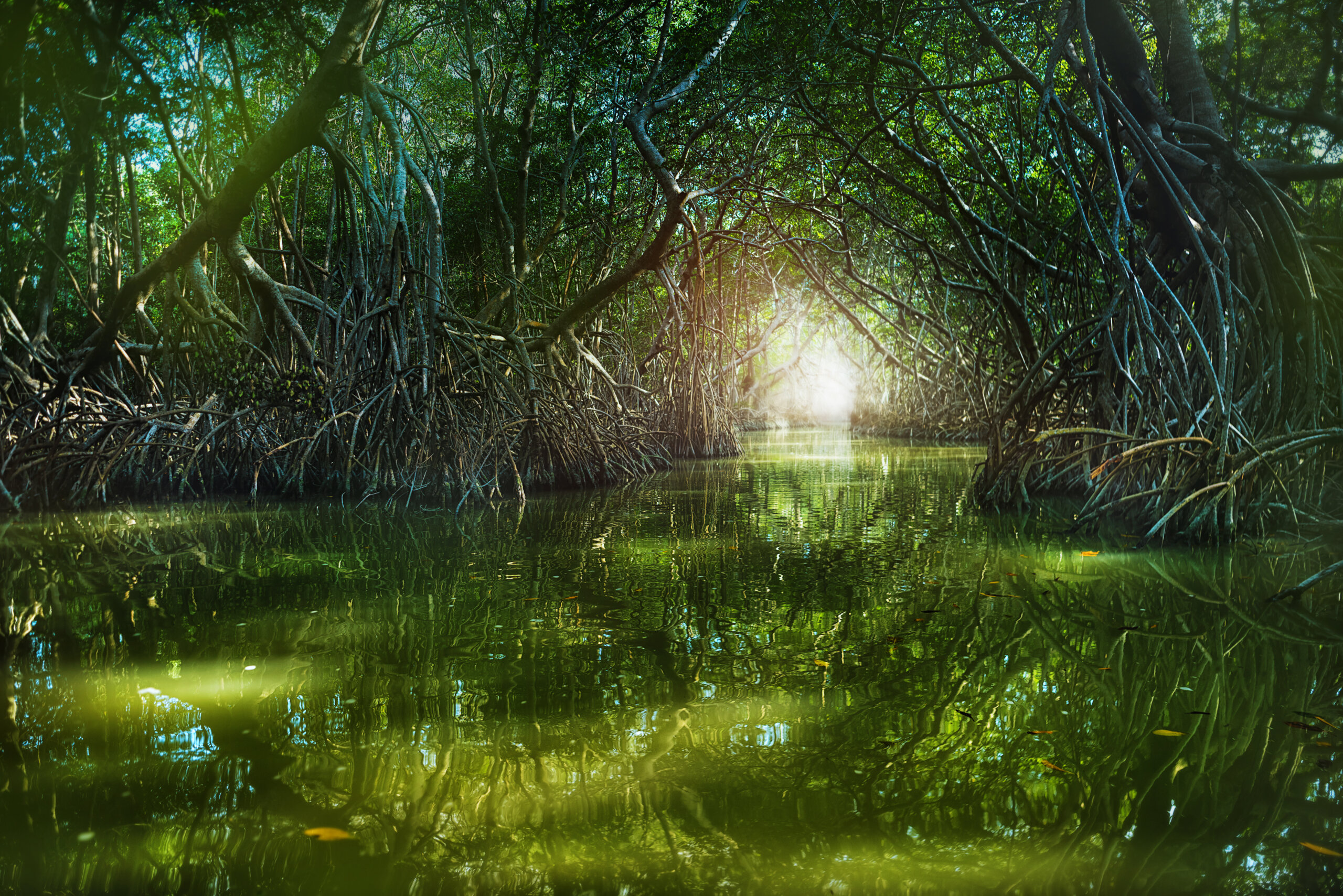 Mangrove forest by the Ria Celestun lake in Mexico
