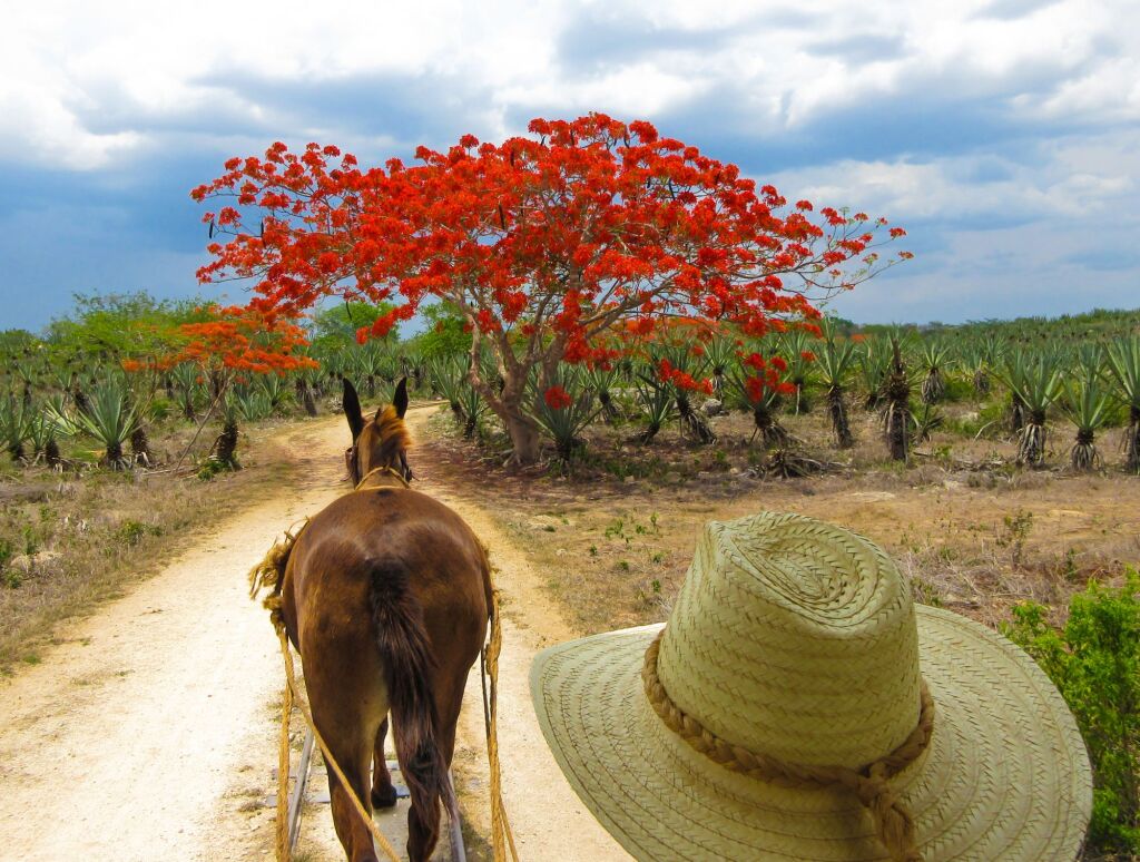Mule pulling driver through maguey cactus fields towards vibrant orange flame tree, Sotuta de Peon Hacienda, Merida, Mexico.