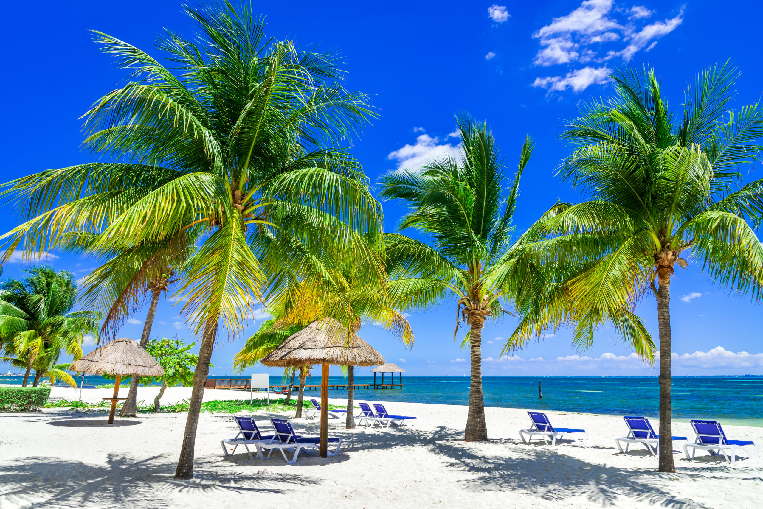 Tropical landscape with coconut palm on caribbean beach, Cancun, Yucatan Peninsula in Mexico.