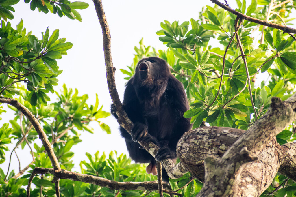 Wild howler monkey hanging out on a branch at the top of a tree. Shot in the jungle in Northern Guatemala. 