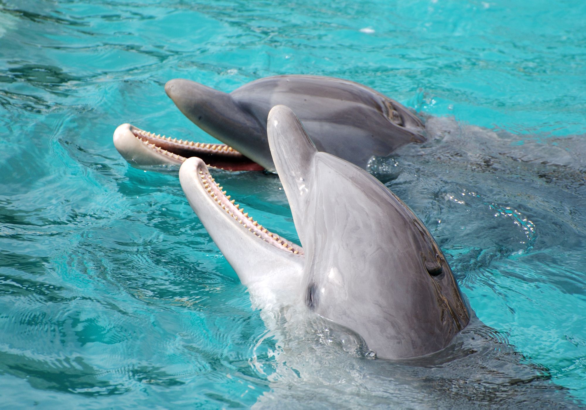 Para delfinów wyglądających tak, jakby się śmiały.