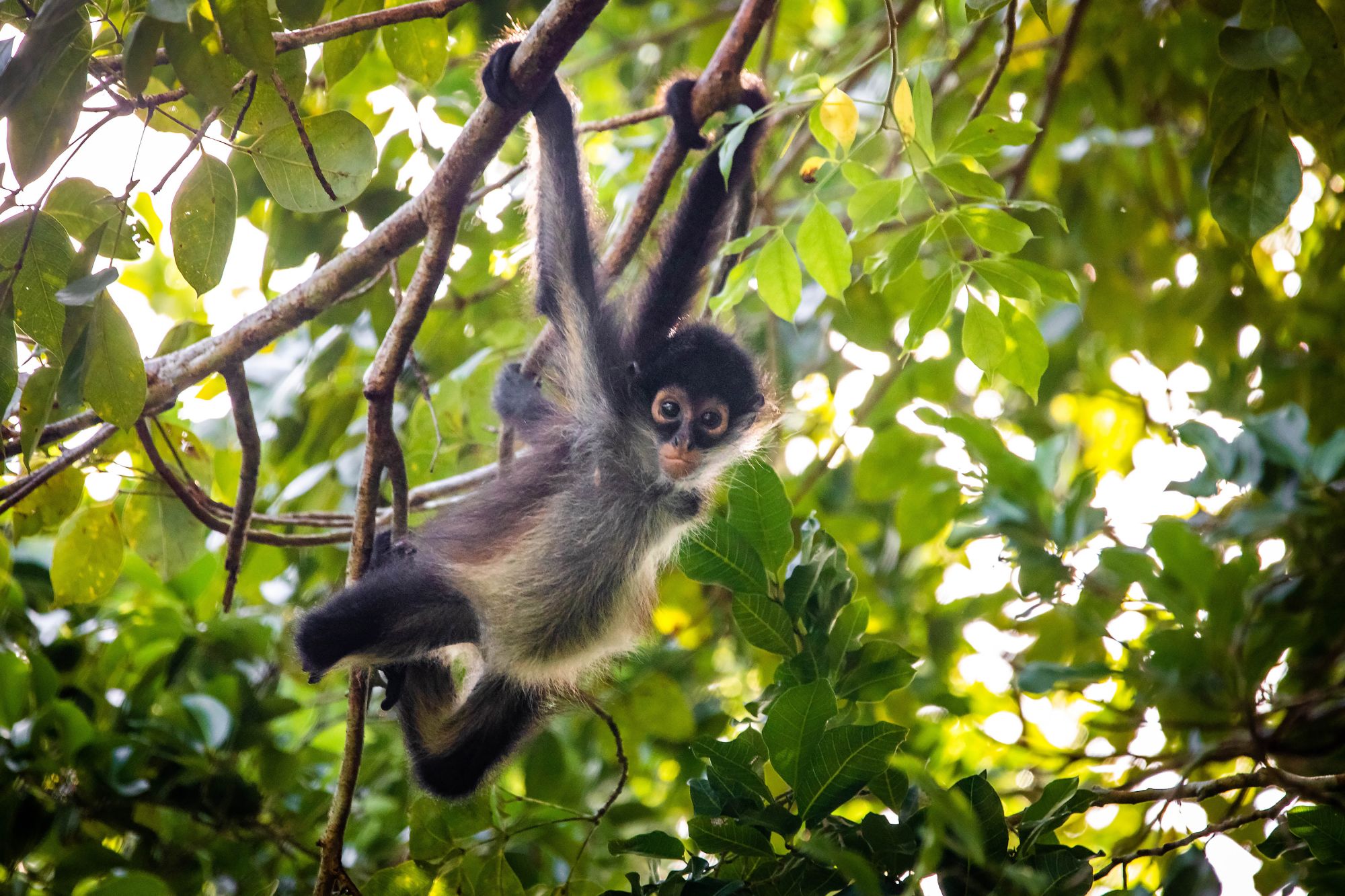 Małpy to oczywiście jedna z największych atrakcji Akumal Monkey Sanctuary.