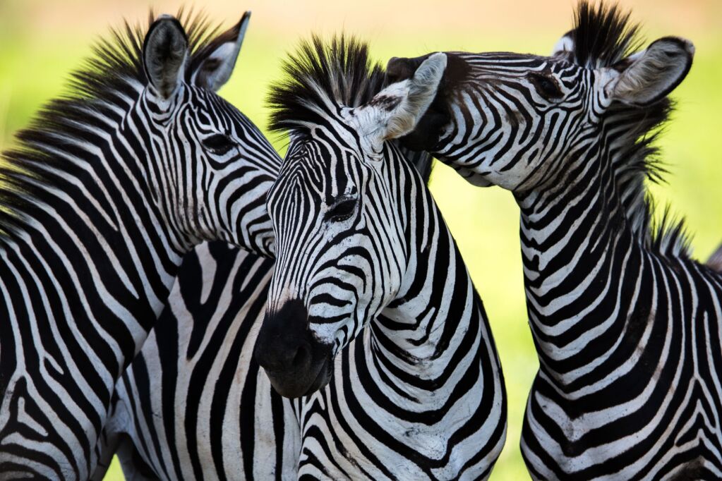 Dzika Zebra towarzysko w Afryce