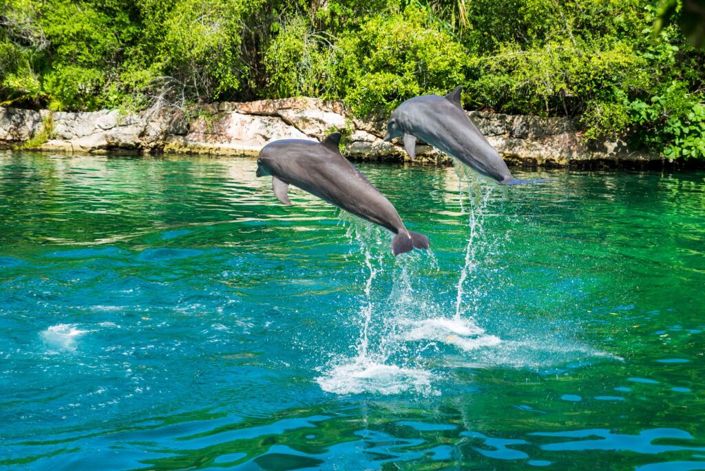 Couple of dolphins jumping in the salt water of a natural park called "Xel-Ha" along the "Riviera Maya" (Cancùn, Mexico).