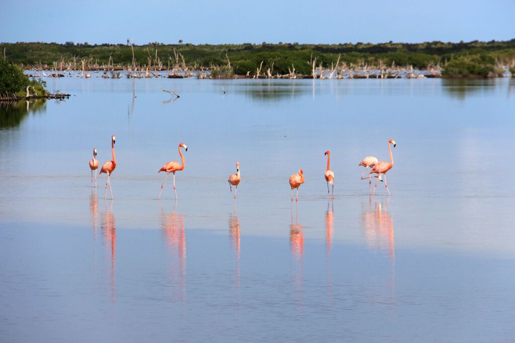 
Pink flamingos - Isla Cozumel - Yucatan